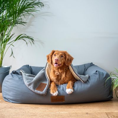 A Dog in Bed | Rubio Air Conditioning Inc. of Naples, Florida