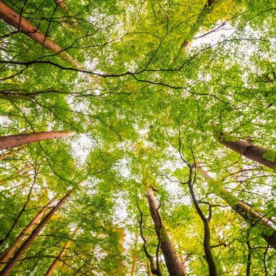 Trees | Rubio Air Conditioning Inc. of Naples, Florida